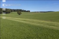 Permanent meadow October 4