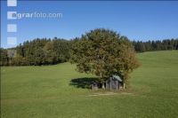 Permanent meadow October 1