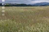 Windhalm in Triticale 