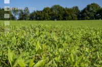Green cover end of August 12