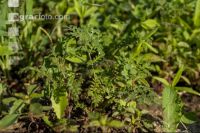 Green cover end of August 8