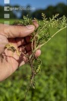 Green cover end of August 7