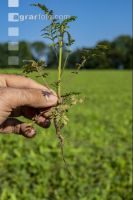 Green cover end of August 6