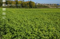 Green cover end of August 3