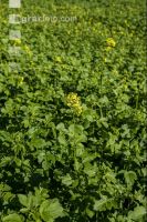 Green cover end of August 2