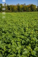 Green cover end of August 1
