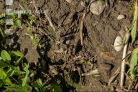 Rotten straw 6