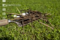 Rotten straw 5