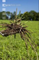Rotten straw 4
