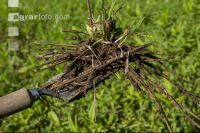 Rotten straw 3