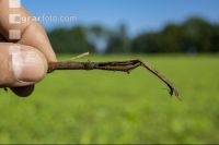 Rotten straw 2