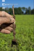 Rotten straw 1