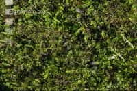 Weedage permanent meadow 3