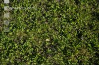 Weedage permanent meadow 2