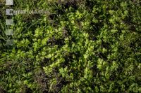 Weedage permanent meadow 1