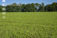 Intermediate crop mixture 4