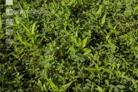 Intermediate crop mixture 3