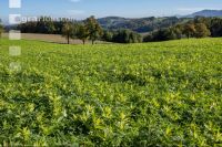 Intermediate crop mixture 2