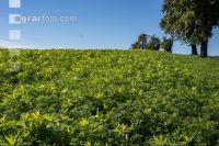 Intermediate crop mixture 1