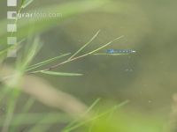 Damselfly
