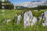 Pflanzen auf der Alm