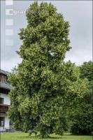 Blühende Linde