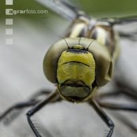 Dragonfly on loosestrife