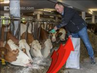 Mineral feed costs rises 1