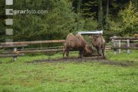 Camels in Austria 1