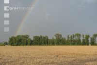 Regenbogen über Weizen