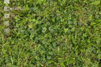 Weeded meadow 4