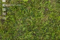 Weeded meadow 3