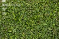Weeded meadow 2