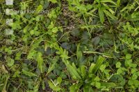 Weeded meadow 1