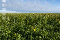 Mixed greencover 6
