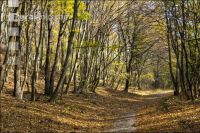 Niederwald