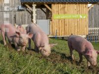 Freilandschweine 25