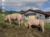 Freilandschweine 11