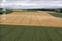 Agrarland Anfang Juli 4