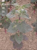 Gartenmelde 2