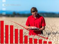 Wheat price drops