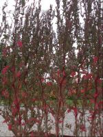 Gartenmelde 1