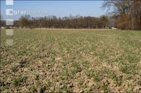 Trockenheit März Weizen 19