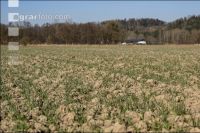 Trockenheit März Weizen 16