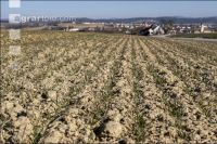 Trockenheit März Weizen 11