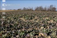Dry March 35