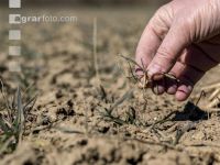 Trockenheit März Weizen 8