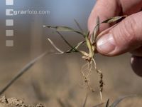 Trockenheit März Weizen 7