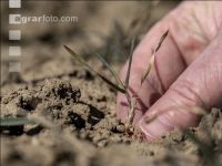 Trockenheit März Weizen 5