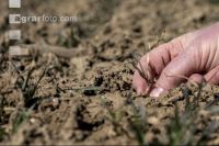 Trockenheit März Weizen 4